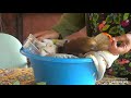 Miss Leslie gives rescued baby sloth Landon a little help eating his veggies!     Recorded: 02/26/23