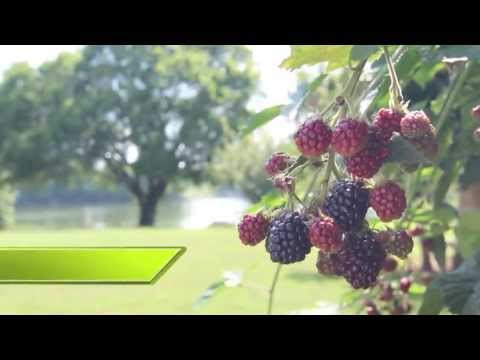 216 Rivergate Manor, Rogersville, TN home video tour