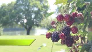 216 Rivergate Manor video tour