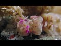 This Tiny Crab Can Knock Out Predators Twice Its Size | Natural Born Rebels | BBC Earth