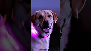 LED Light Up Dog Collar
