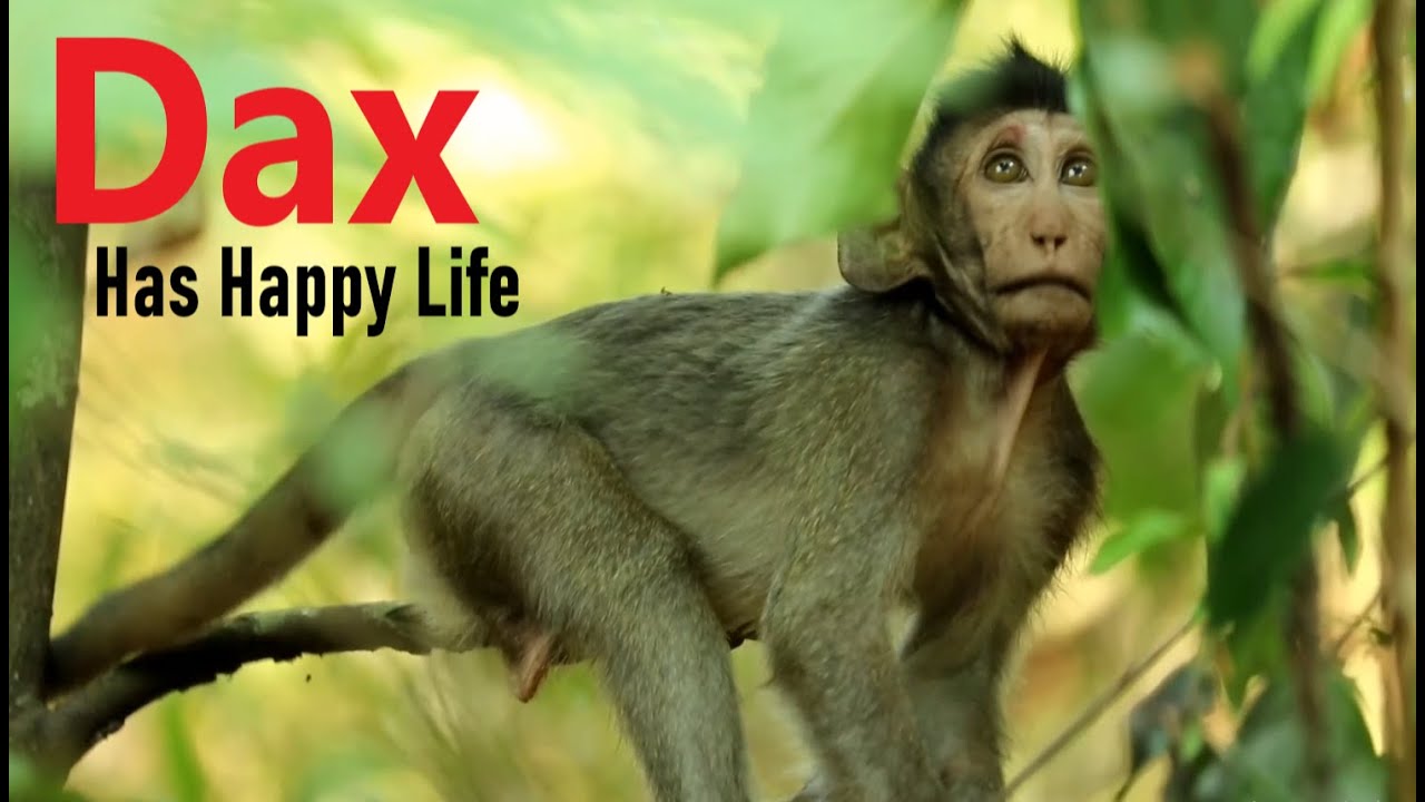 Baby Monkey Dax Has A Happy Life Wtih His Mom Queen Diasy, Dax is Not Cute But Dax is A Brave Boy