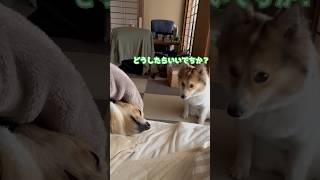 お布団に上れないビスケ #ポメコギ #愛犬のいる暮らし #ポメコーギー