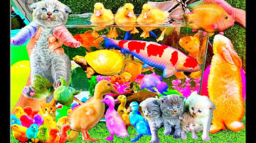 Quả Trứng Nhiều Màu Sắc, Vịt, Mèo, Cá Trê, Thỏ, Cua, Cá, Gà, Bò, Voi, Thằn Lằn, Rùa, Cá Chép Koi