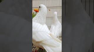 king 👑 pigeon fancy pigeon in the world pigeon