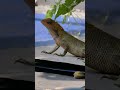 #Lizard
