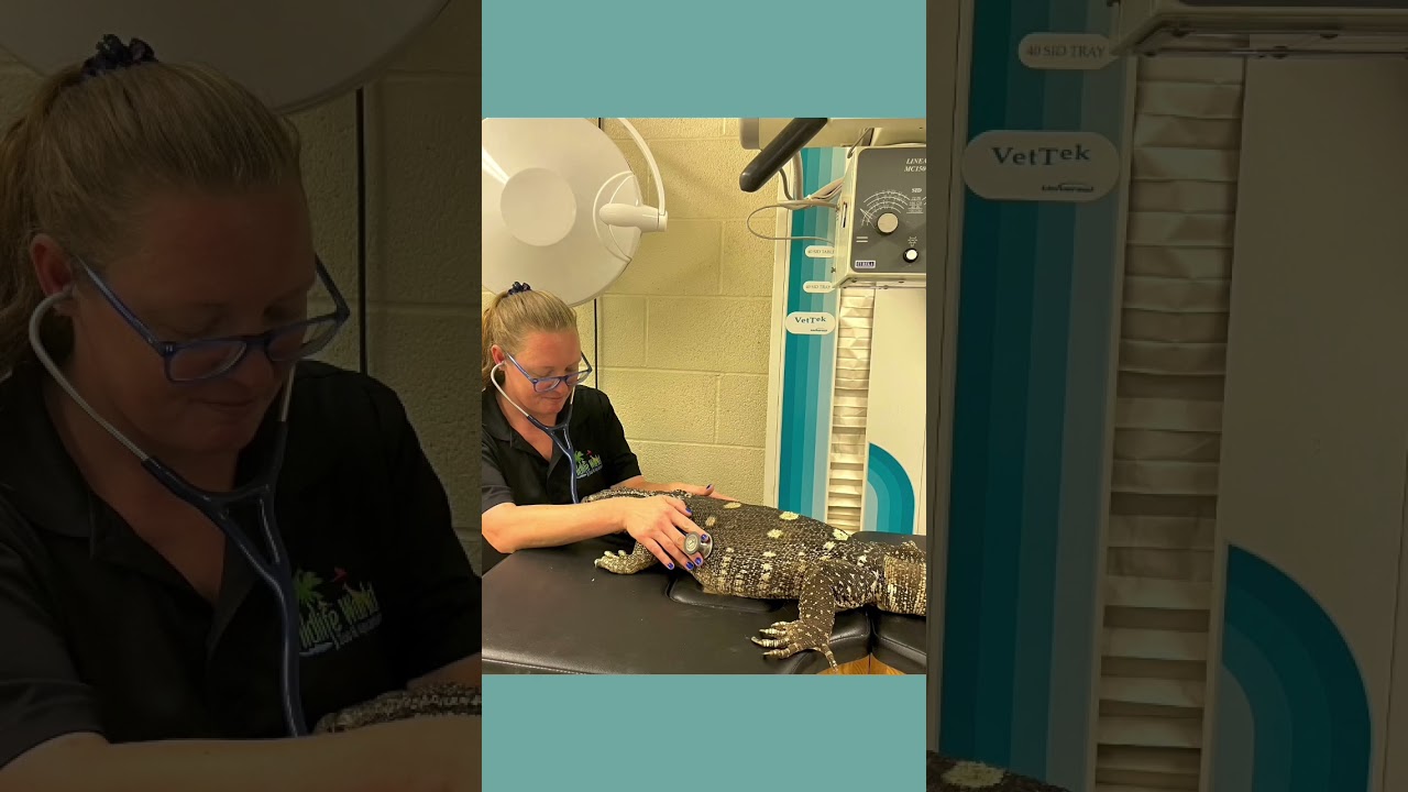 Did you ever want to be a Vet Tech at a zoo? 