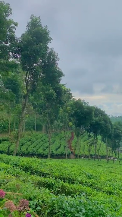 vibe ftv sctv banget, lokasi di kwvun teh Blitar