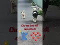 BẠN DỄ THƯƠNG CỦA CÚN, 2 bạn cún thiệt dễ thương #Tú Vân Happy Cooking #dog #pets #animals