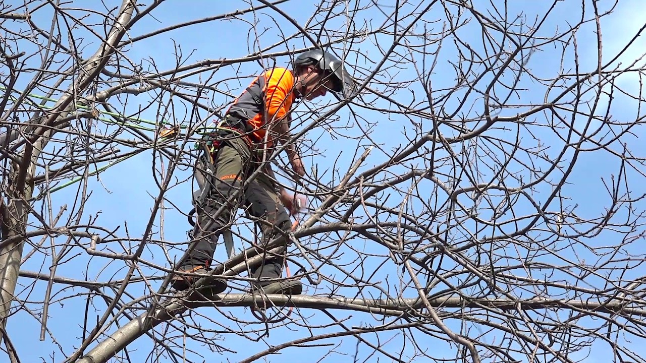 il CASTAGNO - DALLA POTATURA ALL'INNESTO