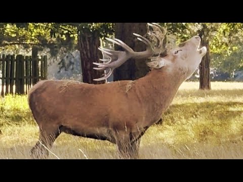 Roaring Wild Red