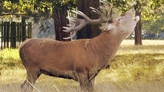 Roaring Wild Red Stags Compilation