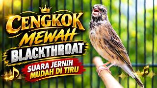 BURUNG BLACKTHROAT GACOR SUARA JERNIH MUDAH DITIRU BUAT MASTERAN KENARI PAUD BELAJAR BUNYI