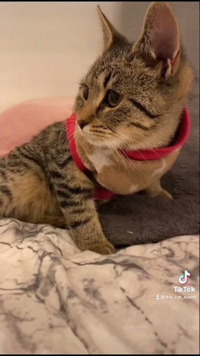 BYE CAT 2021 #catsoftiktok #petsoftiktok#catscompilation #petlovers #petvlog #squidgame