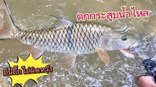 เดินตีกระสูบน้ำไหลหลังหน้าฝน น้ำเชี่ยวๆลงปลั๊กไปโดนเลย EP48 #fishing #ธรรมชาติ #ปลาธรรมชาติ