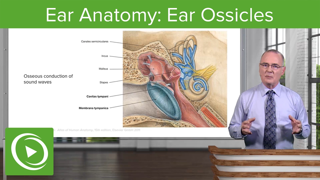 ⁣Ear Anatomy: Ear Ossicles– Brain & Nervous System | Lecturio