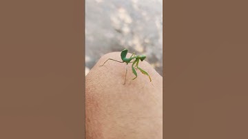 HipHop Grass-Hopper || #insects #insect #rap #insect #grasshopper #grass