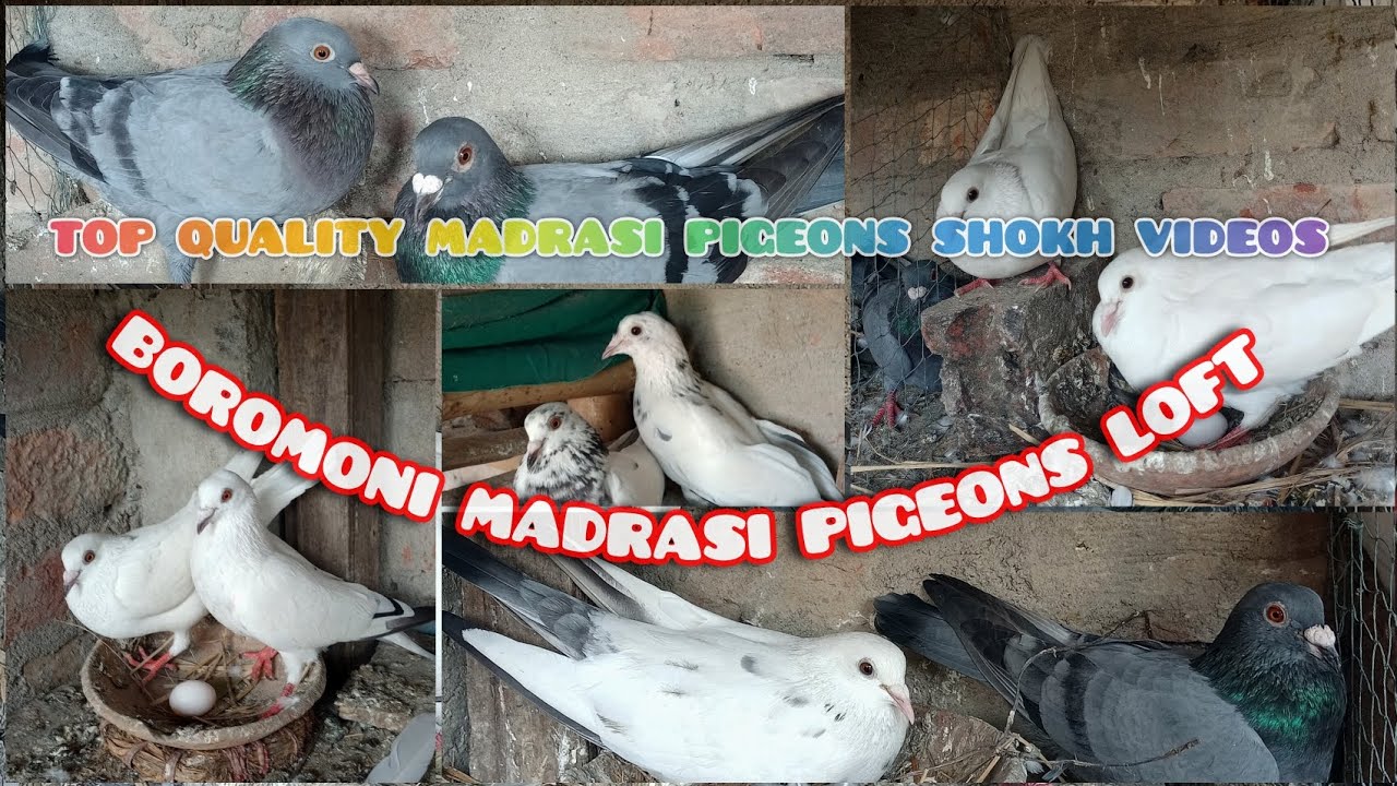 BOROMONI TOP QUALITY MADRASI PIGEONS LOFT VISIT VIDEOS 🕊️😍😉👍