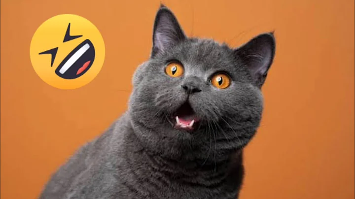 Watch the video about Funny Cats Compilation 😹🐱 | Cute & Hilarious #shorts #cutekitten #funnycats #catlover #cuteanimals