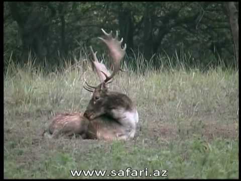 Hungary hunting part 1.mpg