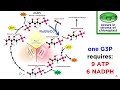 The Science of Photosynthesis: From Sunlight to Energy
