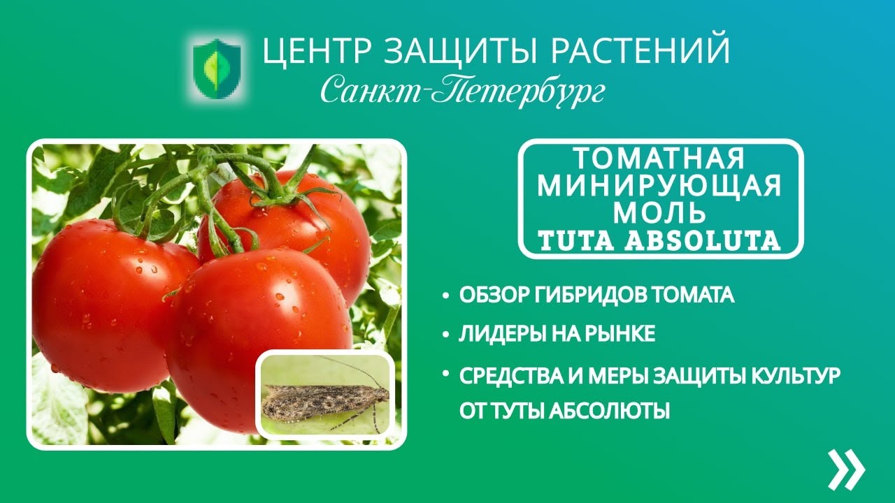 Томатная минирующая моль Tuta Absoluta - YouTube