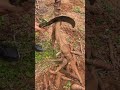 Here are the steps and techniques for cutting a harvested cassava root from the ground #harvesting
