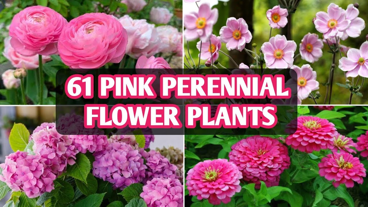 Tall Purple Perennial Flowers Identification Chart Tall Purple Perennial Flowers Identification Chart