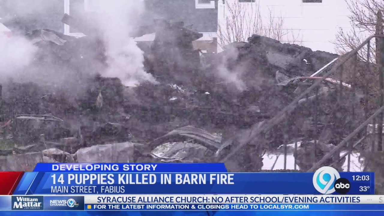 14 puppies killed in Fabius barn fire YouTube