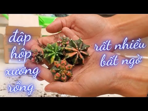 Video Feedback đập hộp xương rồng của khách với quà bất ngờ... - youtube