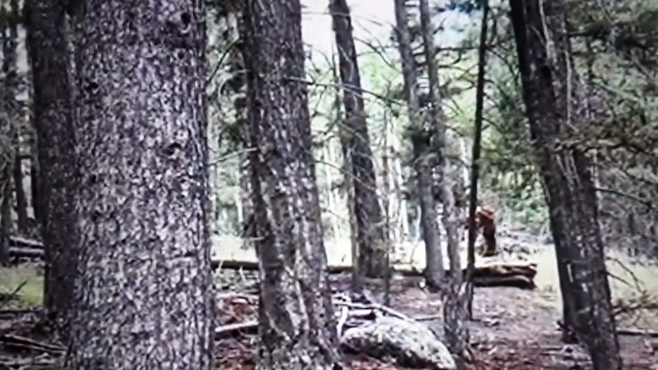 COLORADO WOODAPE BIGFOOT THE SOUTHPARK PREDATOR