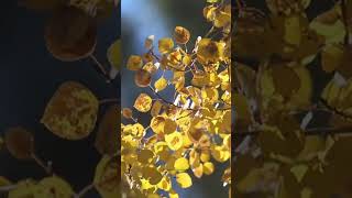 Golden Rain: Aspen Leaves in the Fall Breeze 🍂