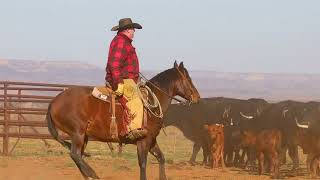 I Know Why “Diesel” sells at Triangle Horse Sale 5/6/23