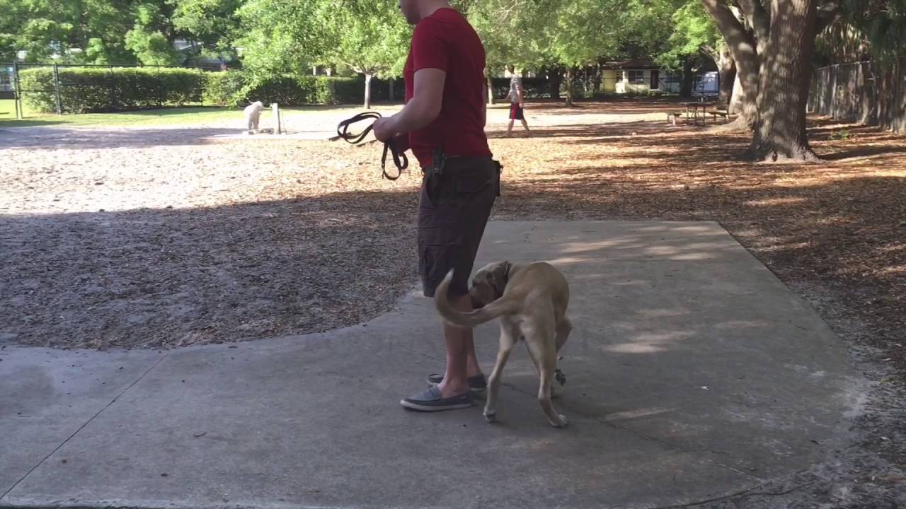 sam ivy dog training cost