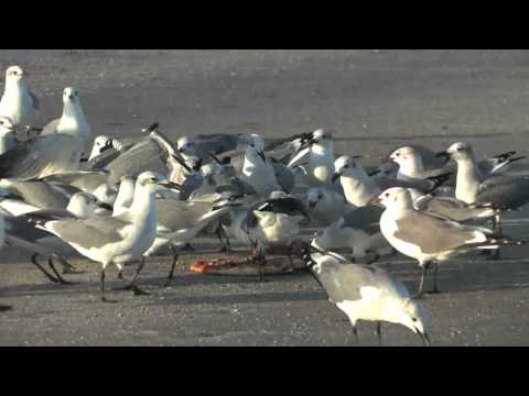 Seagulls Eat a Whole Pizza at The Beach