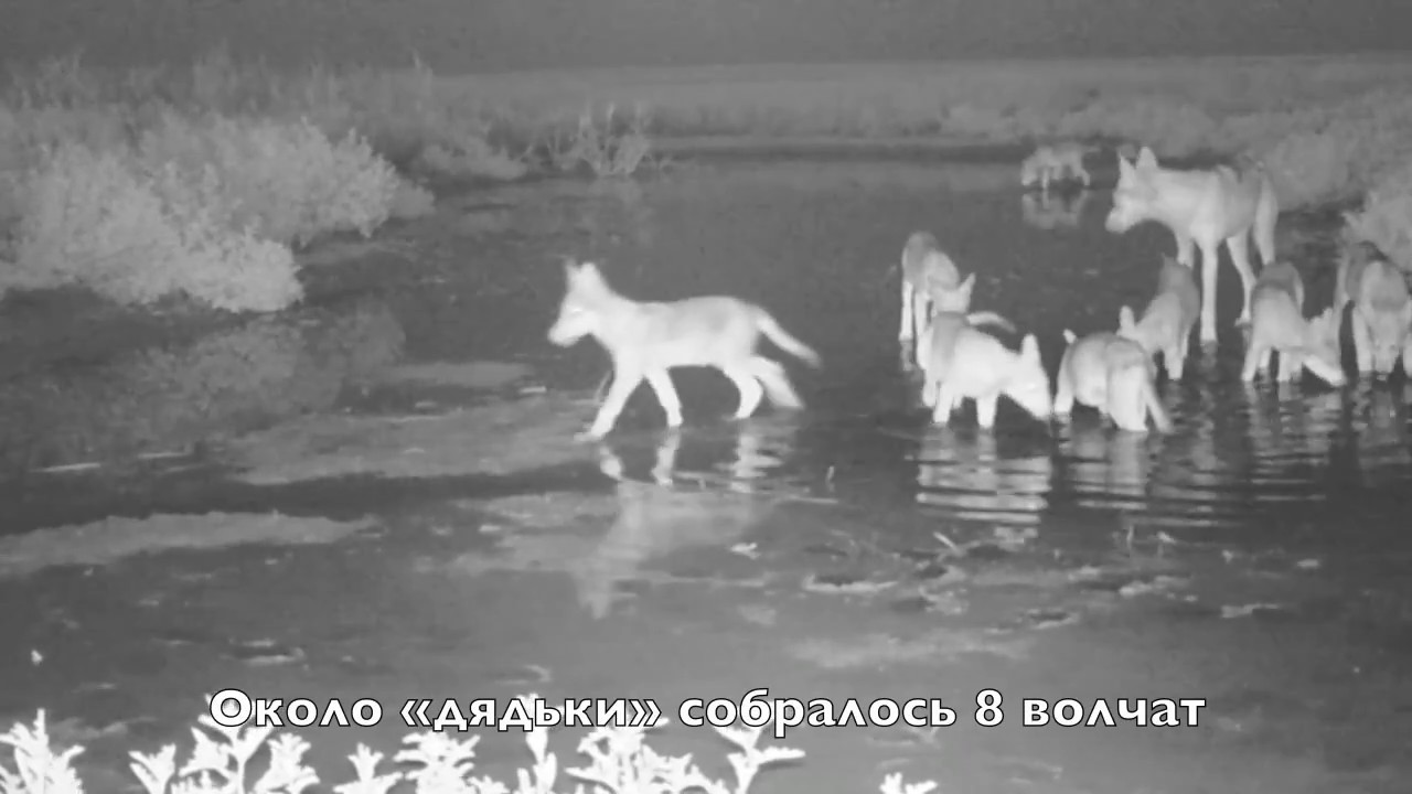 Волчий омут фотография рабочего дня