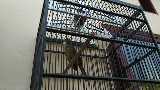 Jengot Lokal Lagu Mp3 Dan Mp4 Video