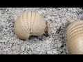 Segway the armadillo pup on the move