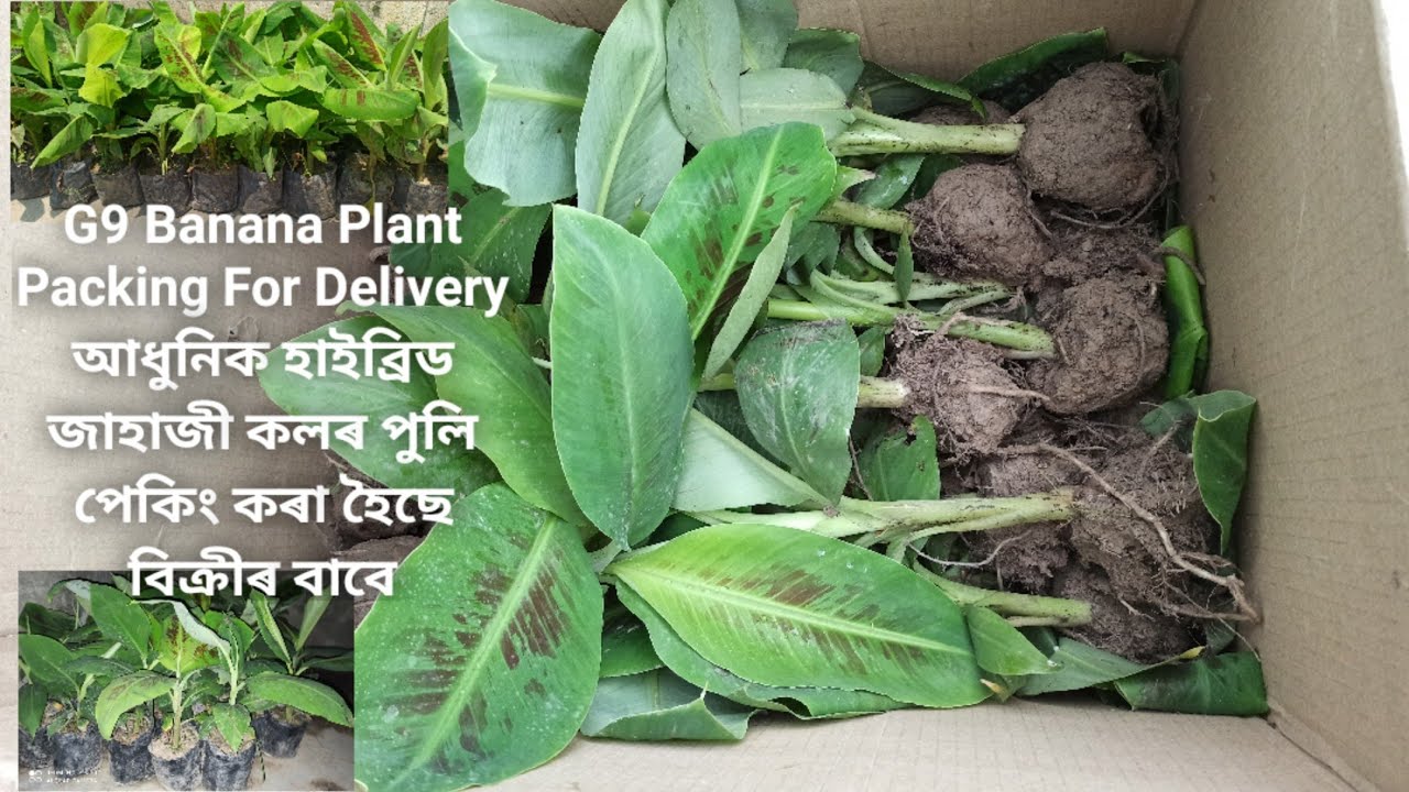 G9 Banana Plant Packing For Delivery আধুনিক হাইব্ৰিড জাহাজী কলৰ পুলি পেকিং কৰা হৈছে বিক্ৰীৰ বাবে