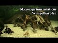 Wimpelkarpfen (Myxocyprinus asiaticus)