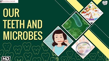 Our Teeth and Microbes | Be a Scientist Class 4 | Best Educational Videos | Rachna Saga