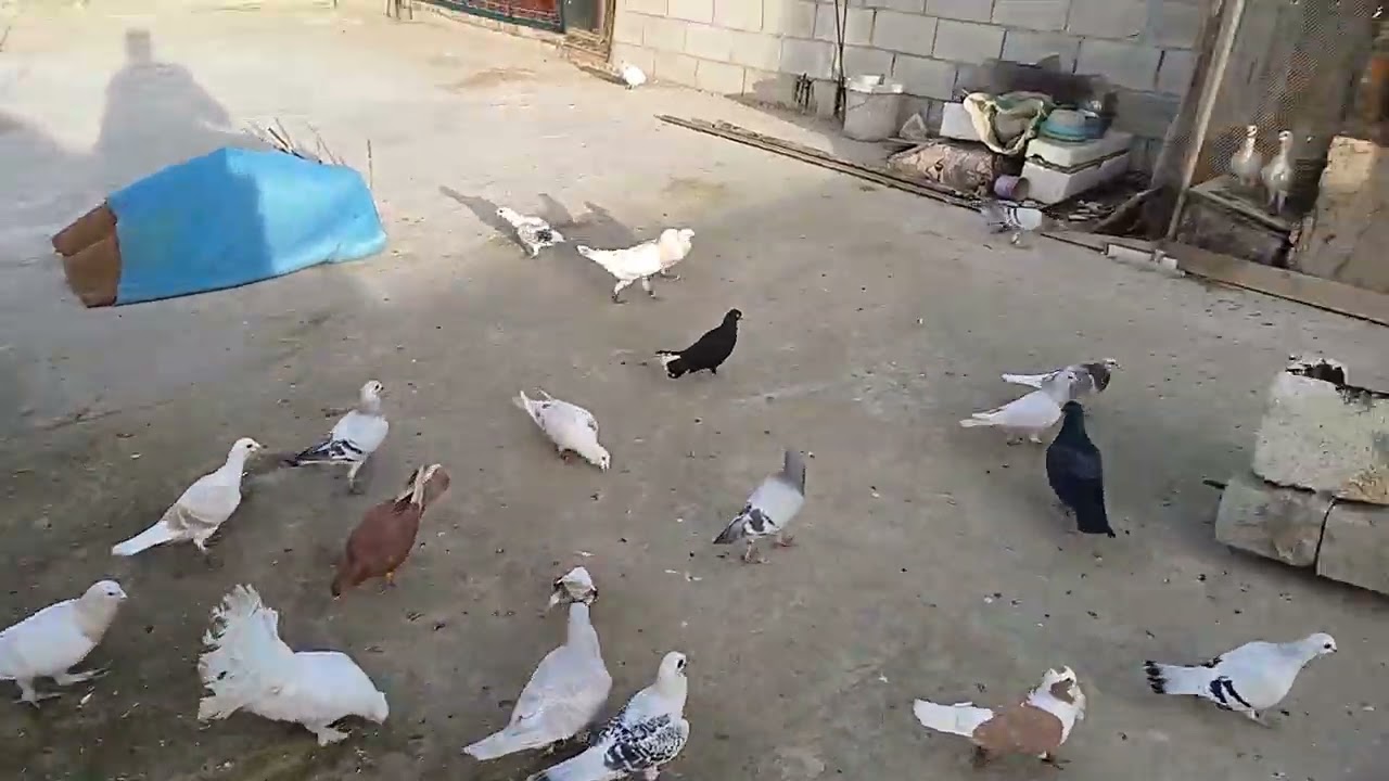 #اكسبلور #اشتراك #طيور #حمام #لايك #متابعه #سوريا #حمص #قرآن #قصص #حكم #مواعظ #الشام #دمشق #حلب #حما