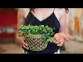 Six Easy Houseplants for Beginners — Plant One On Me — Ep 027