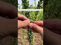 Wie sieht Sesam aus? 👉🏻👉🏻 juisfruit - auf Insta für mehr.