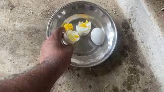 Boiled eggs Java Breeding Diet || How to Breeding budgies, java, Cockatiel Parrot || Egg Food Parrot