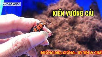 Phân biệt kiến vương đực và kiến vương cái | Seri cách nuôi đuông dừa dành cho người mới