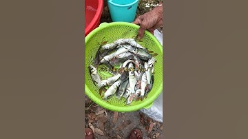 trại cá giống sơn phát Đăk Nông chuyên cung cấp các loại cá giống ai cần LH 0372076731 e sơn tư vấn