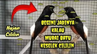 Suara burung Murai Batu‼️Muntah Cililin Bertubi-tubi‼️Masteran Ajib..