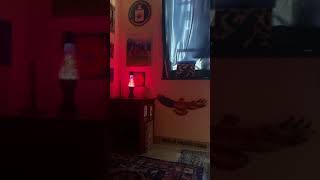 Northern Lights Psychology And Neuroscience Nlpn