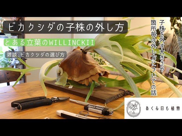 How to remove the seedlings of a staghorn fern: A Willinckii with